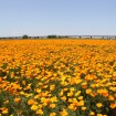 日本一広い絶景ポピー畑!「こうのすポピーまつり」が5月16日(土)~31日(日)開催