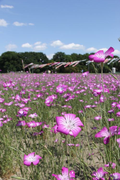 5月中旬から淡い紫色の麦なでしこが咲き広がる