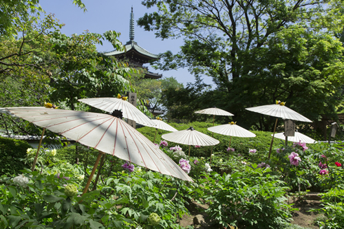 上野東照宮の「春のぼたん祭」が5月10(日)まで開催