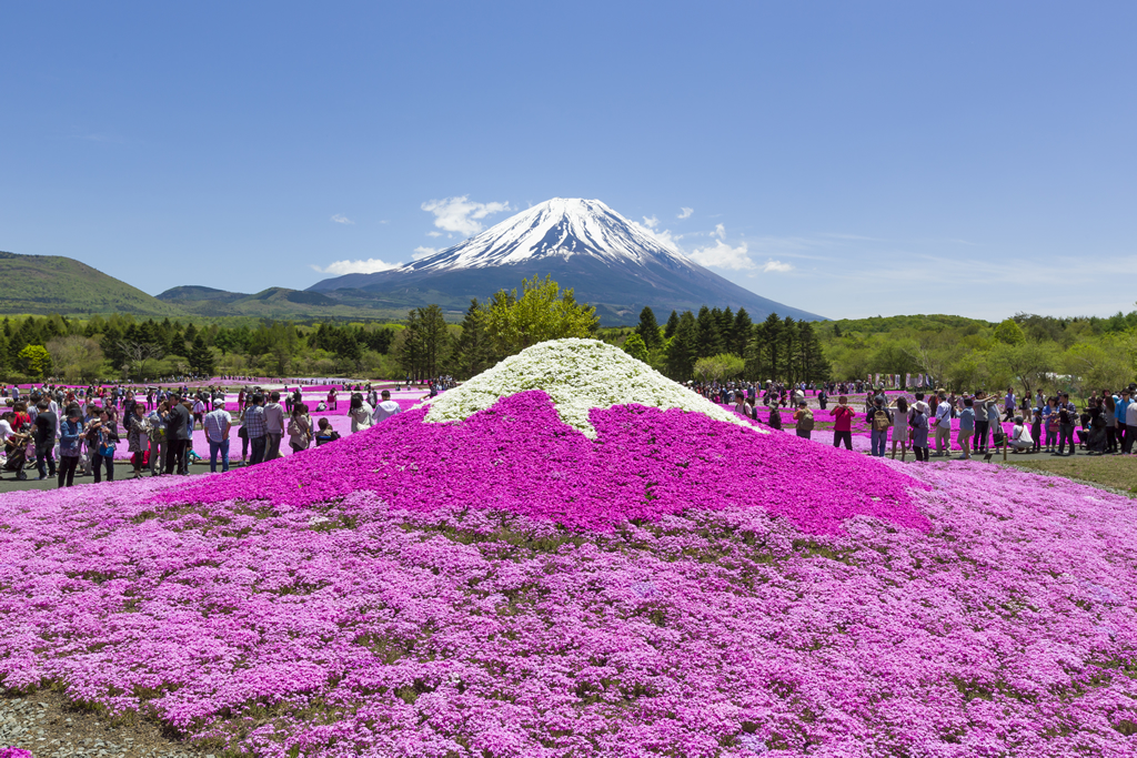 首都圏最大級の約80万株!「富士芝桜まつり」が4月18日から5月31日まで