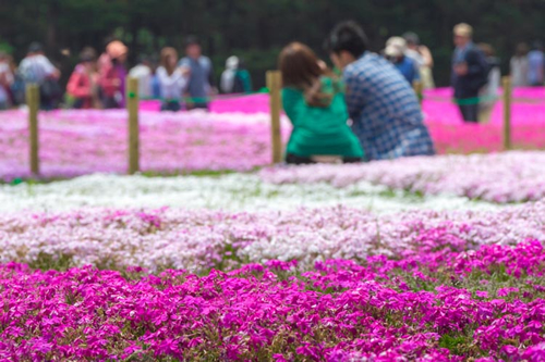 6種類の芝桜が楽しめる