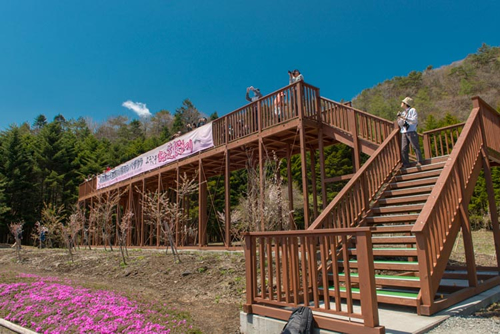 展望台からは富士山と最も奥行のある芝桜を見られる
