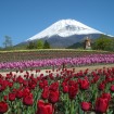 「富士山の裾野 天空のチューリップ祭り 2015」が5/6(水)~5/31(日)開催