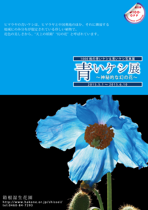 神秘的な幻の花「ヒマラヤの青いケシ展」が箱根湿生花園で5/1~6/10まで開催