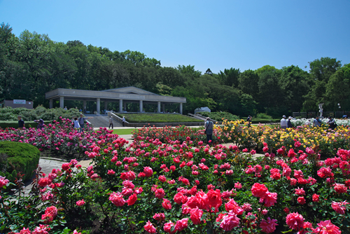 ばら園コンサートや早朝開園も 神代植物公園「春のバラフェスタ」が2015年5月9日~5月31日まで開催