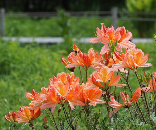 5月中旬~5月下旬に咲く「レンゲツツジ(蓮華躑躅)」
