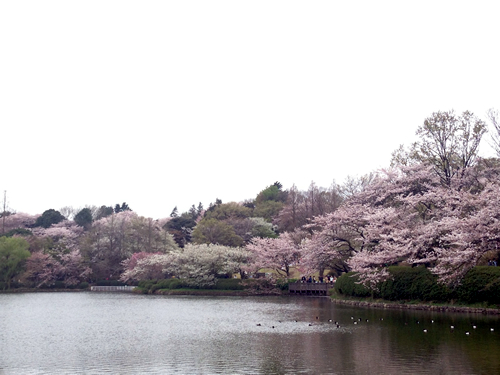 日本さくら名所100選 お花見客で賑わう 「三ツ池公園桜まつり」 - 横浜市鶴見