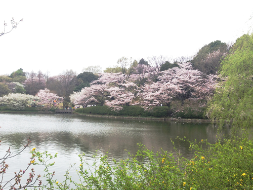 特に「中の池」の池沿いの桜並木は、華やかで水面に移る姿がきれい