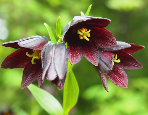 恋の花として有名な「クロユリ」は5月上旬~5月中旬 黒に近い紫のの珍しい花色のため、人気の高い花の一つ