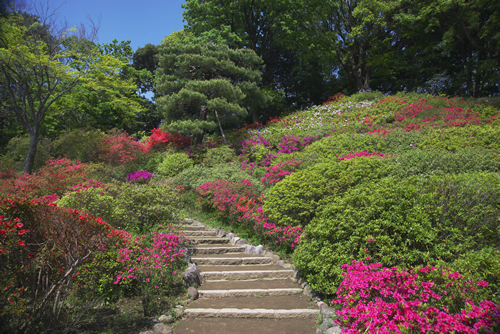 「春の六義園~大名庭園でつつじを楽しむ~」 が2015年5月6日(祝)まで開催