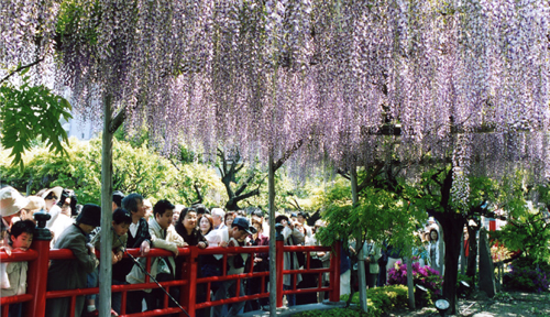 100株以上ある藤の花が一斉に咲き始め、鮮やかな朱色の「太鼓橋」と心字池の水面に映る「逆さ藤」は、訪れる人の目を楽しませる
