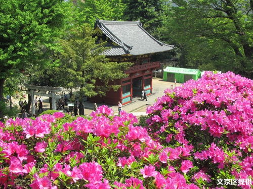 ピンクや赤、紫が圧巻「第46回文京つつじまつり」が根津神社で2015年5月6日まで