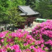 ピンクや赤、紫が圧巻「第46回文京つつじまつり」が根津神社で2015年5月6日まで