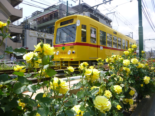 色とりどり約140種の都電荒川線バラ電車に乗ろう - 5月16日には「あらかわバラの市」も