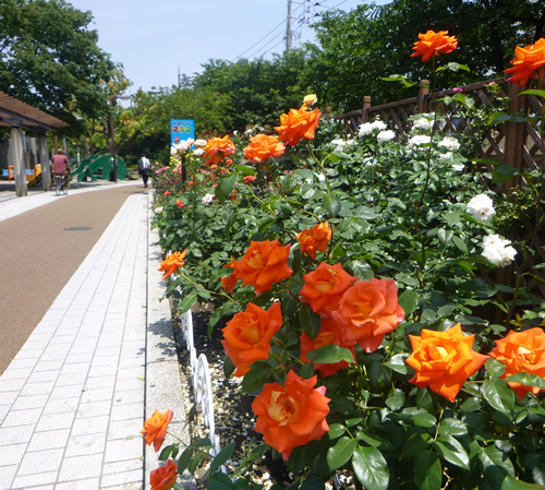 荒川遊園へ向かう園路の脇のバラ花壇