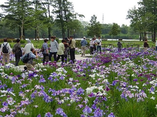 「水元公園」