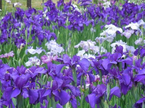 「水元公園」約100種14,000株の花菖蒲