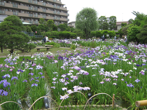 都内を代表する「葛飾菖蒲まつり(堀切菖蒲園・水元公園2会場)」が2015年6月5日から開催