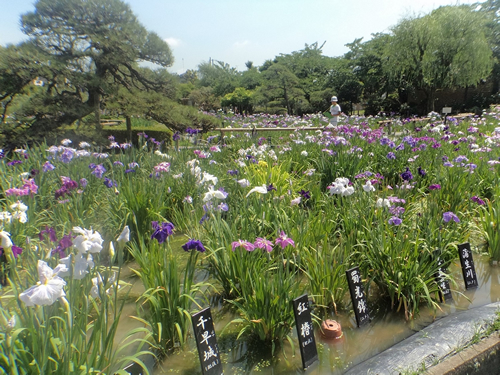 約7,700㎡の広大な園内には、江戸花菖蒲200種6,000株を植栽