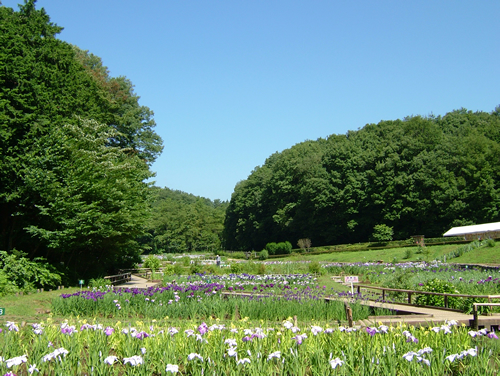 新緑が美しい初夏の公園をのんびり歩こう