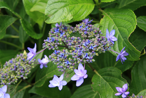 ガクアジサイ「伊豆の華」
