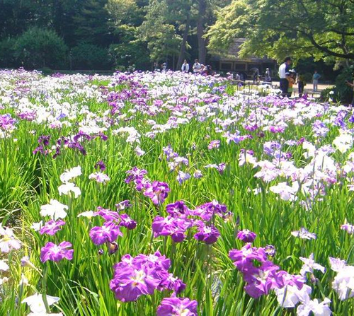 小石川後楽園「花菖蒲を楽しむ」2015年6月6日~6月21日 - ハナショウブと新緑の美しい田園風景