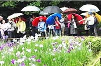 特別ガイドツアー「花菖蒲めぐり」