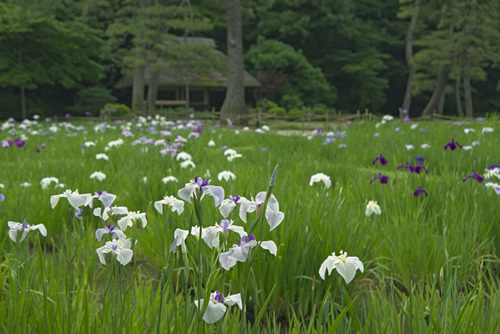6月中旬頃に660株のハナショウブが見ごろを迎える
