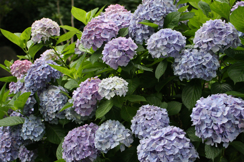 苑内に咲く紫陽花