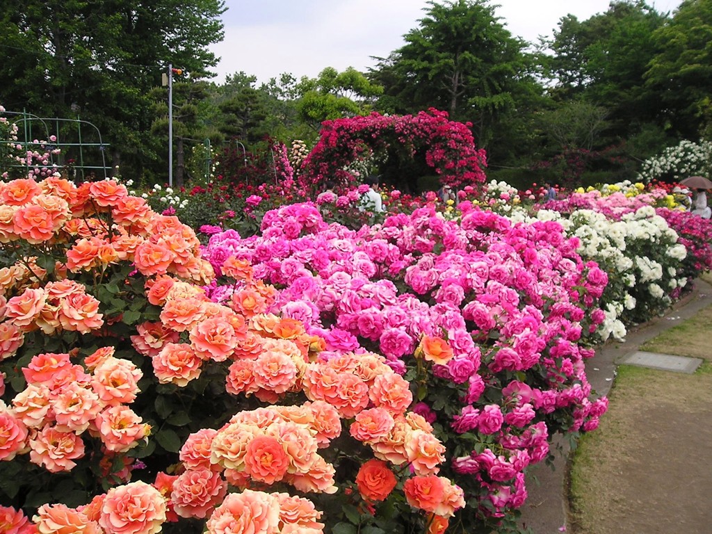 今年はバラの開花が早そう 15年 バラ園フェスティバル おすすめ9件 開催情報 おでかけガイド 東京版