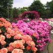 今年はバラの開花が早そう!2015年「バラ園フェスティバル」おすすめ9件開催情報