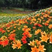 ところざわの「ゆり園」が6月6日(土)オープン!黄、桃、赤、白、橙のカラフルな色でいっぱい