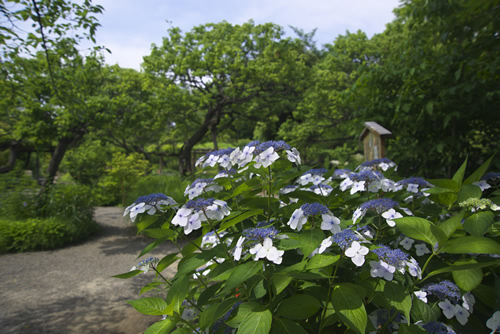 夏の向島百花園