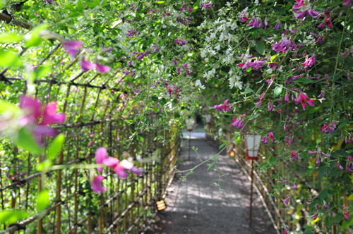 夏の向島百花園