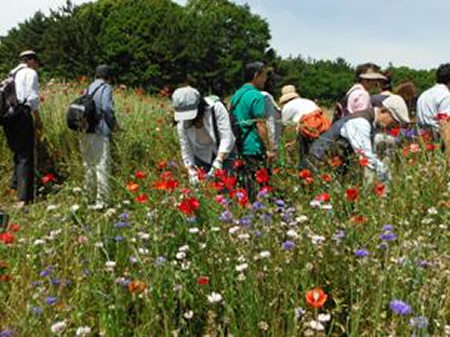 花壇はボランティアの協力で年間を通じて管理をおこなっている