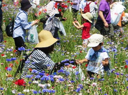 来場者は畑の中に入って好きな花を自由に摘むことができる