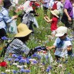 葛西臨海公園で「ポピーのお花摘み」を5月23日(土)、24日(日)に開催 参加費無料・花は持ち帰り自由