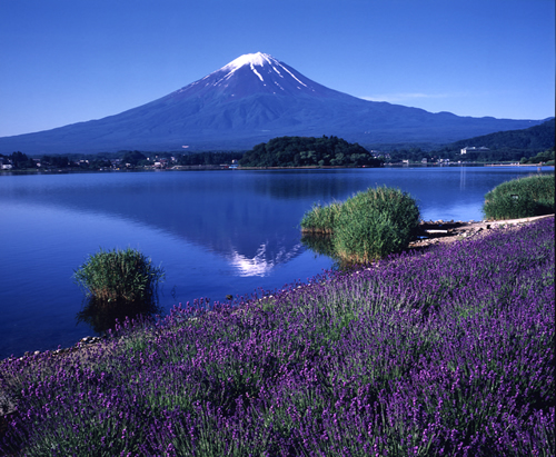 「河口湖ハーブフェスティバル」が2015年6月19日(金)から7月12日(日)まで開催 写真は大石公園からの眺め