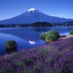 「河口湖ハーブフェスティバル2015」 が6月19日(金)から約1ヶ月に渡って開催