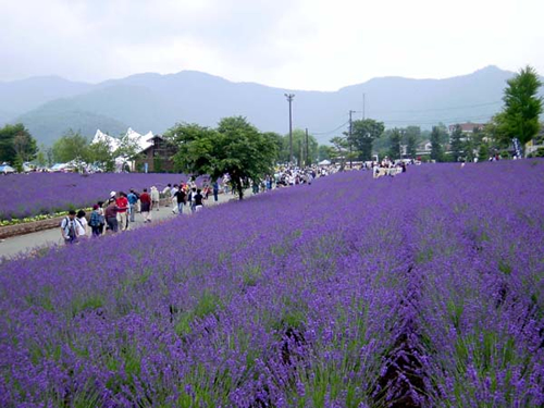 八木崎公園 河口湖の南側にあるメイン会場の八木崎公園に広がるラベンダー