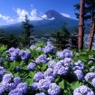 河口湖天上山あじさい公園 - 10万本のあじさいが7月中旬から8月上旬まで見ごろ
