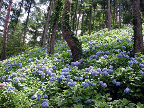 梅雨時期にしっとりと咲く和風の花 あじさい