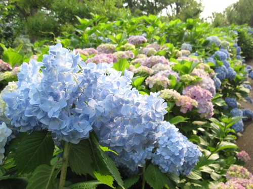 郷土の森あじさいまつり