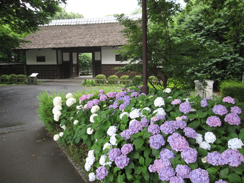 長屋門とあじさい