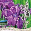 「第27回東村山菖蒲まつり」 が6/6(土)~6/21(日)開催 - トトロの舞台・北山公園に10万本の花菖蒲