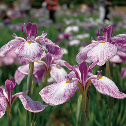 同園でしか観ることのできない貴重な花菖蒲「北山乙女」