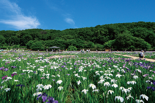 新東京百景にも選ばれた多くの野草が自生するスポット