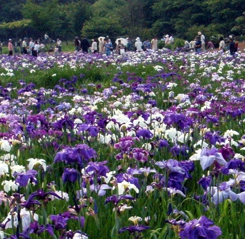 約220種、8,000株、約10万本の花菖蒲が
