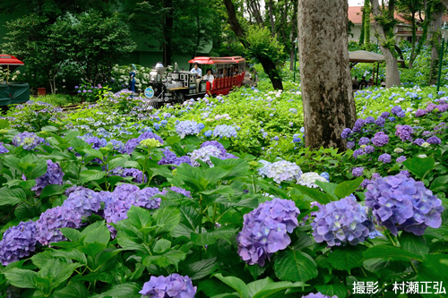 「としまえん あじさい祭り」 が2015年5月30日から約1ヶ月開催 幻想的なライトアップも