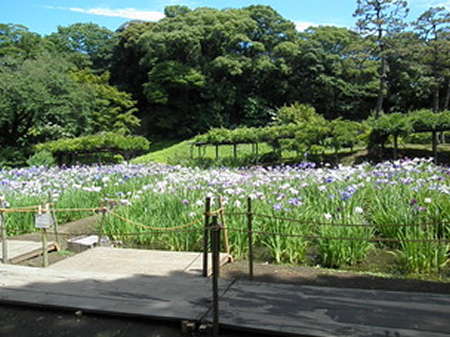 花菖蒲をより間近で楽しんで頂くための木道「花菖蒲の小道」を設置